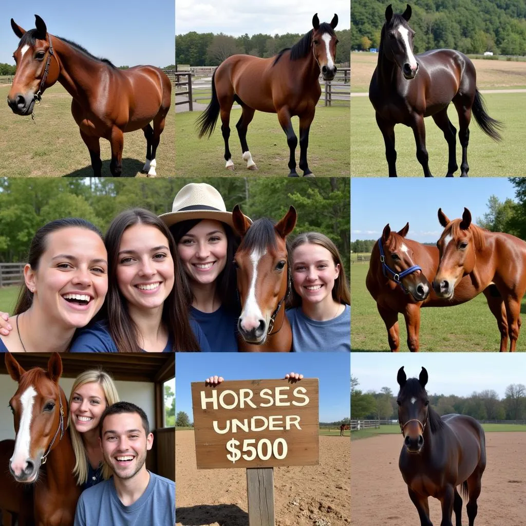 Horses available for adoption in Tennessee