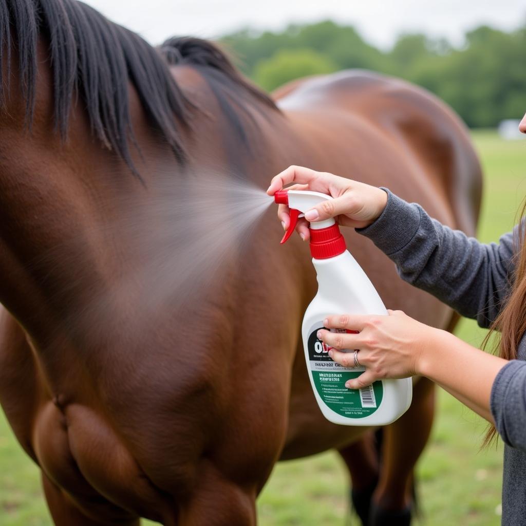 Applying Swat fly spray on a horse