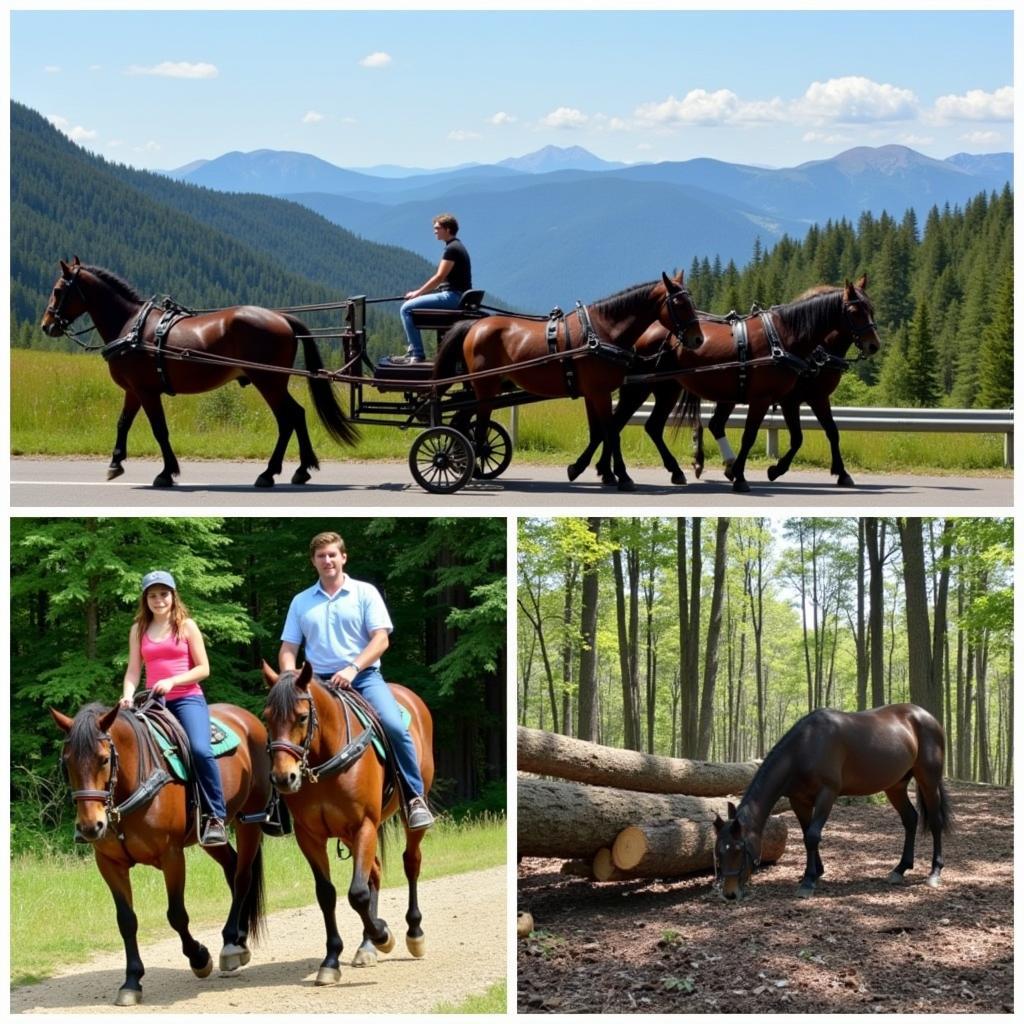 Draft Horse Activities in Colorado