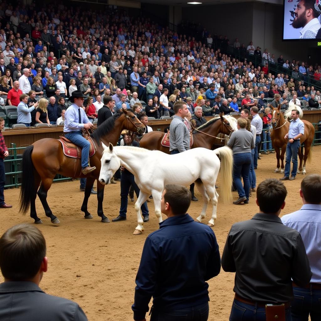 Findlay Horse Auction in Progress