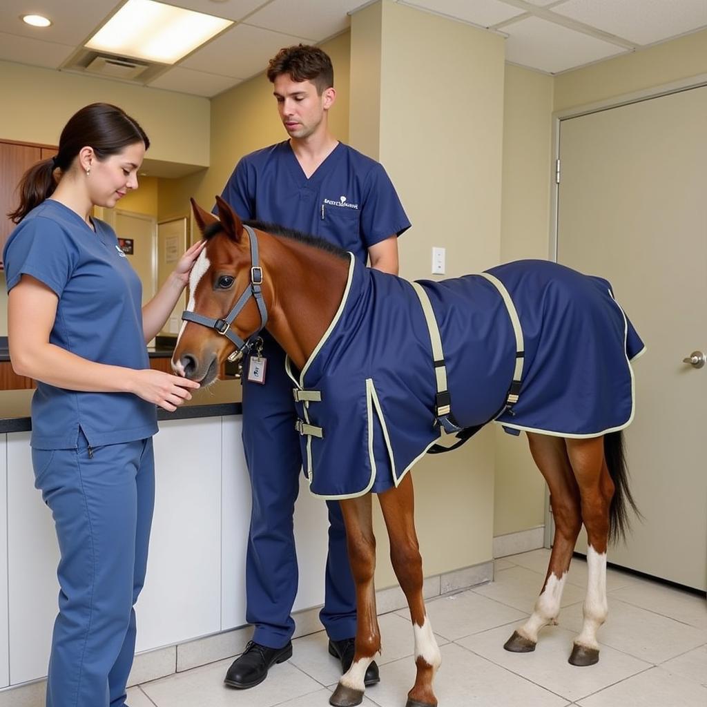 Correctly fitting a foal blanket