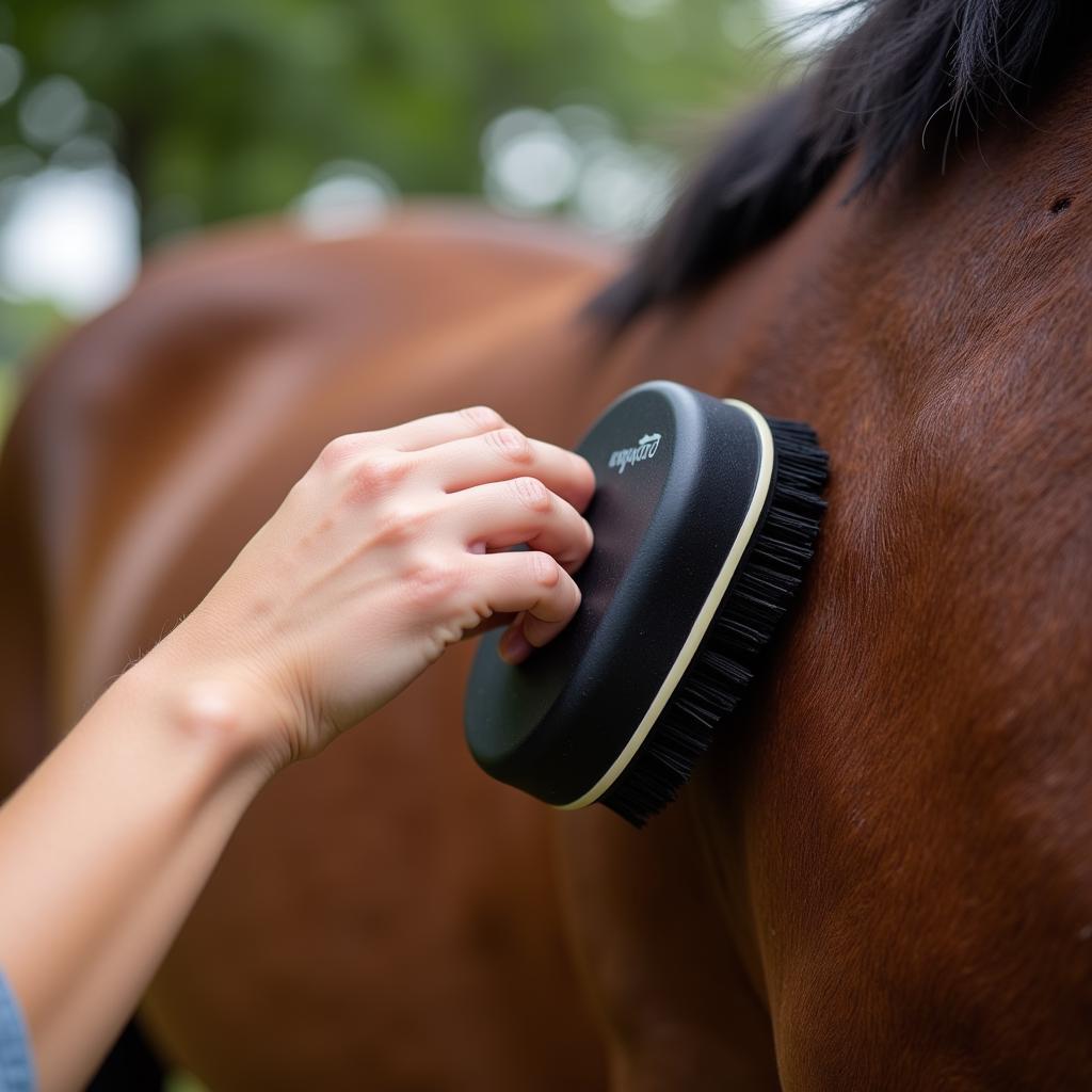 Grooming a Horse with a Brush