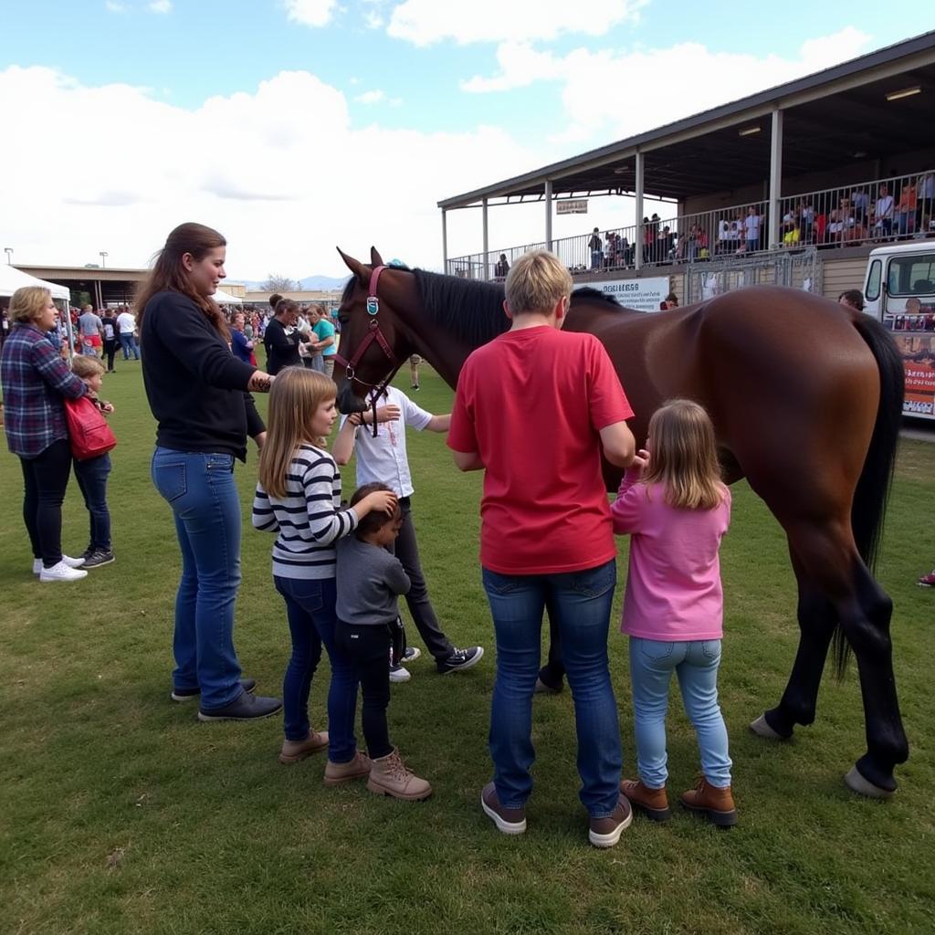 Equine Adoption Event in Colorado