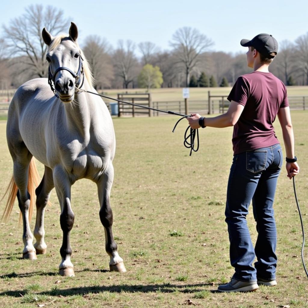 Horse and Handler Engaging in Groundwork