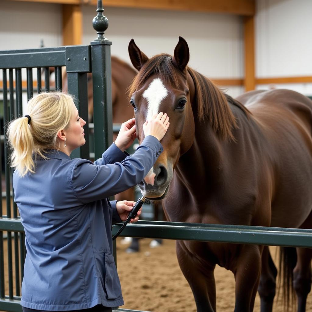 Veterinarian Examining a Horse at an Auction