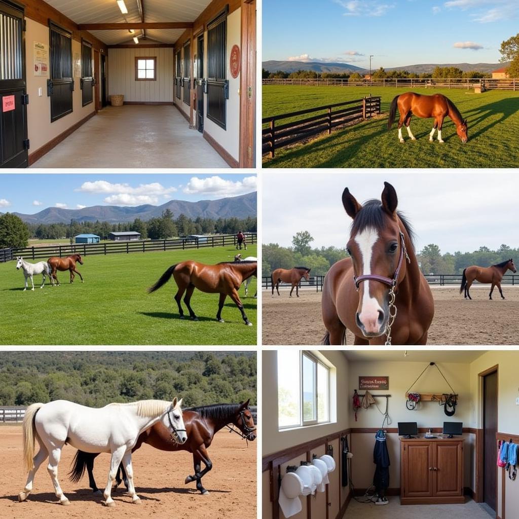 Amenities at a Horse Boarding Facility in San Luis Obispo