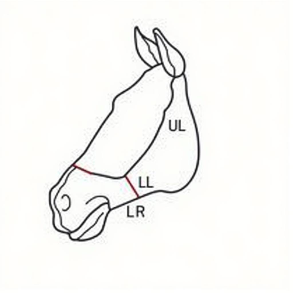 Horse Dental Chart Quadrants