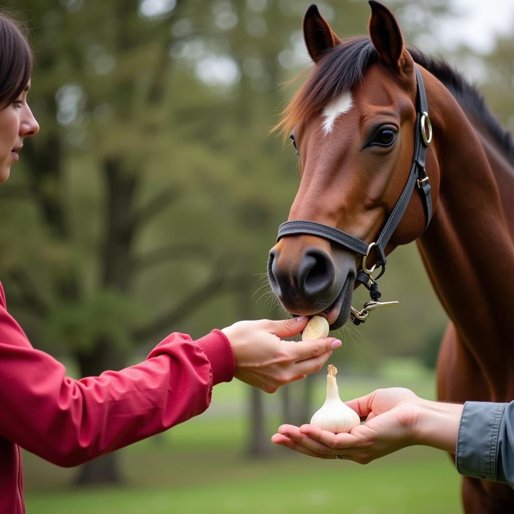 Horse Enjoying Garlic Treat