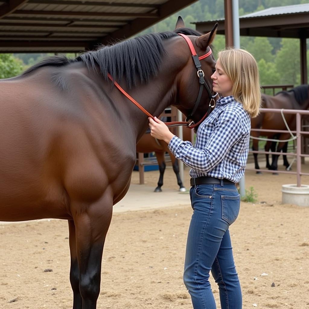 Post-Breeding Care for Mare and Stallion