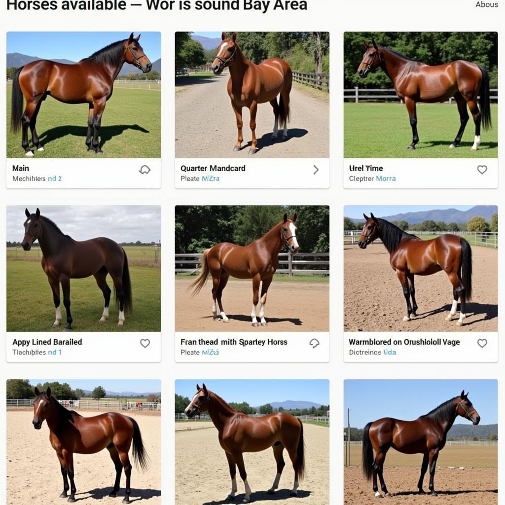 Horses for sale in various breeds and disciplines