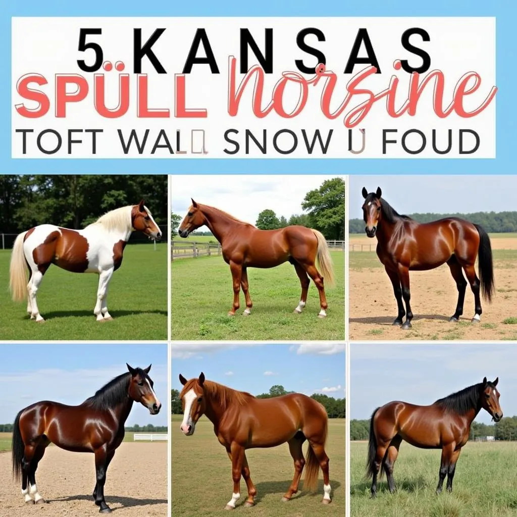 Horses for Sale in Kansas: Breed Variety