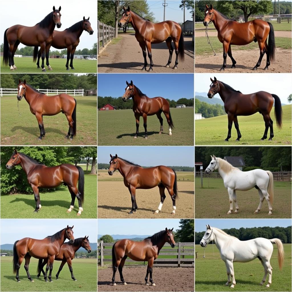 Horses for sale in Murfreesboro TN