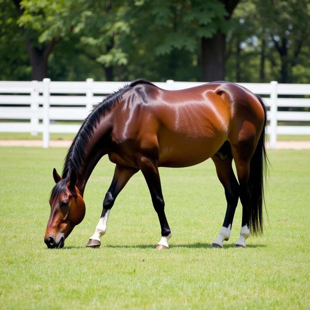 Lady Moscato horse grazing peacefully in a lush pasture