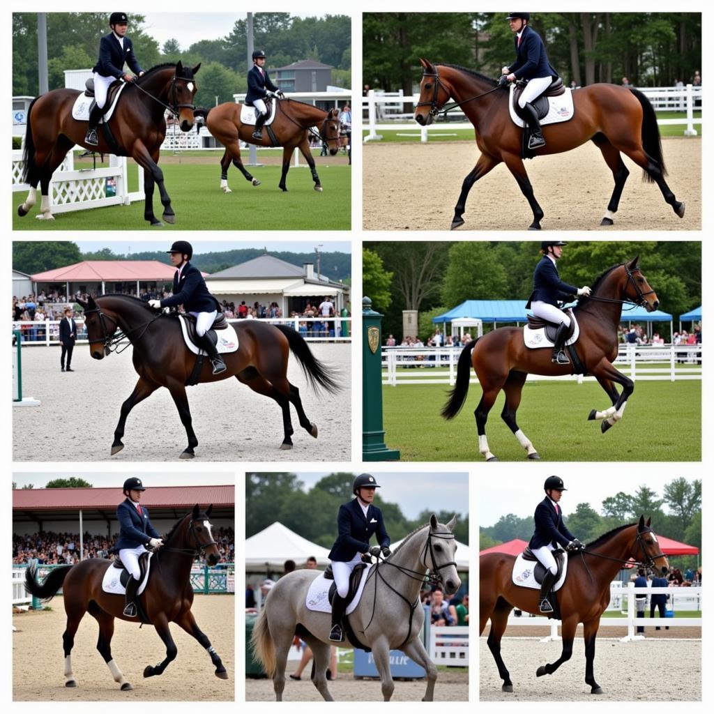 Long Island Horse Show Competition Scenes