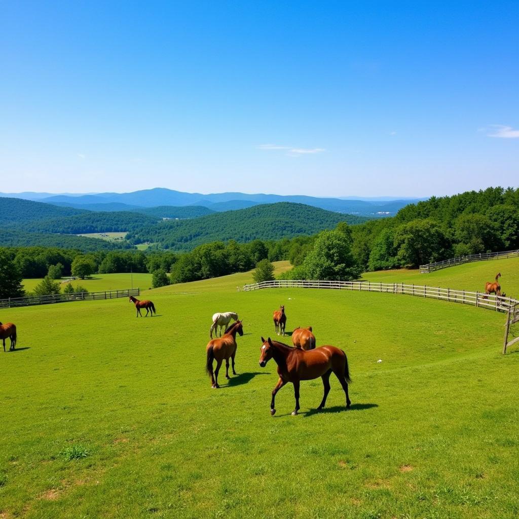 Horses grazing on a lush green pasture in North Carolina