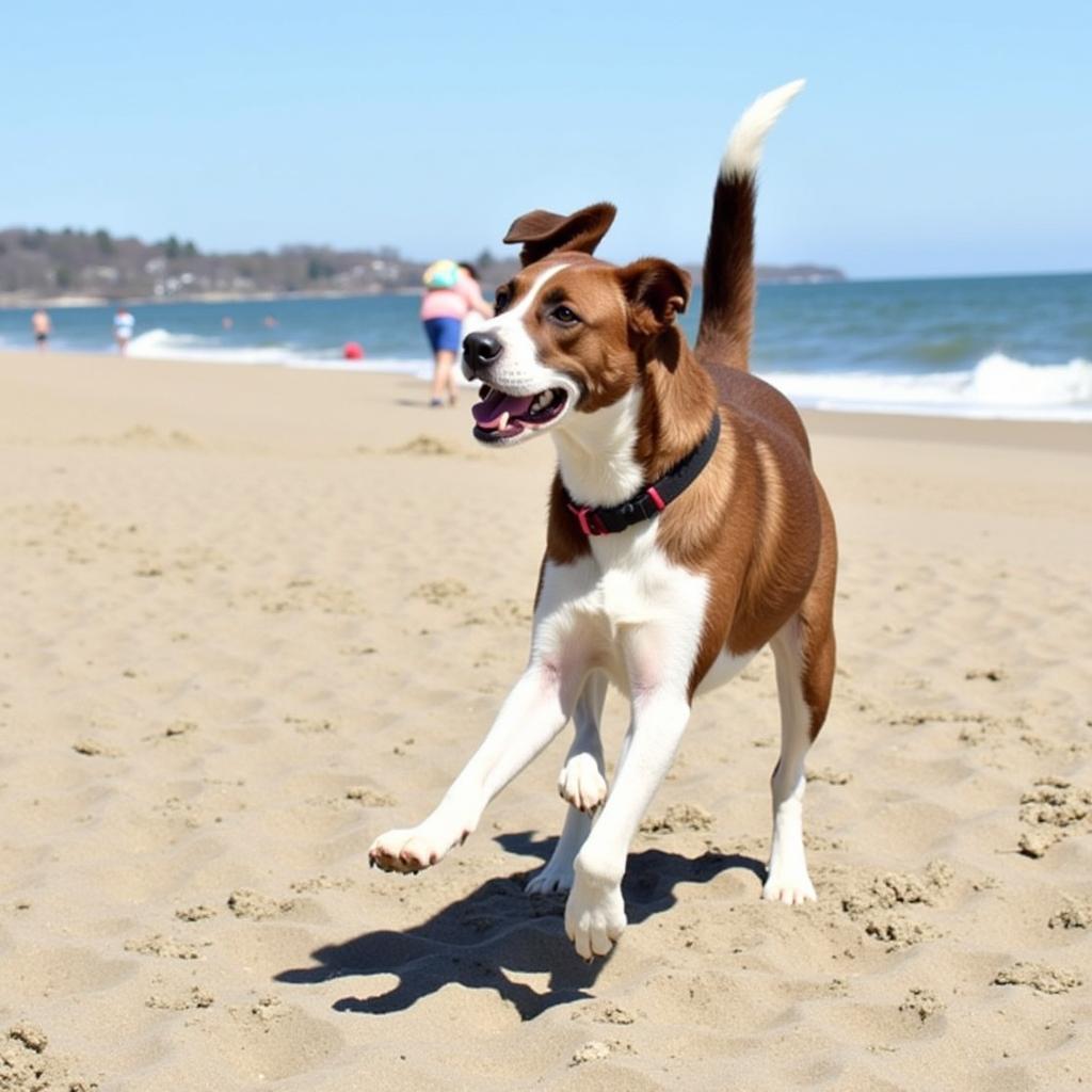 Dog-friendly parks and beaches in Branford, Connecticut