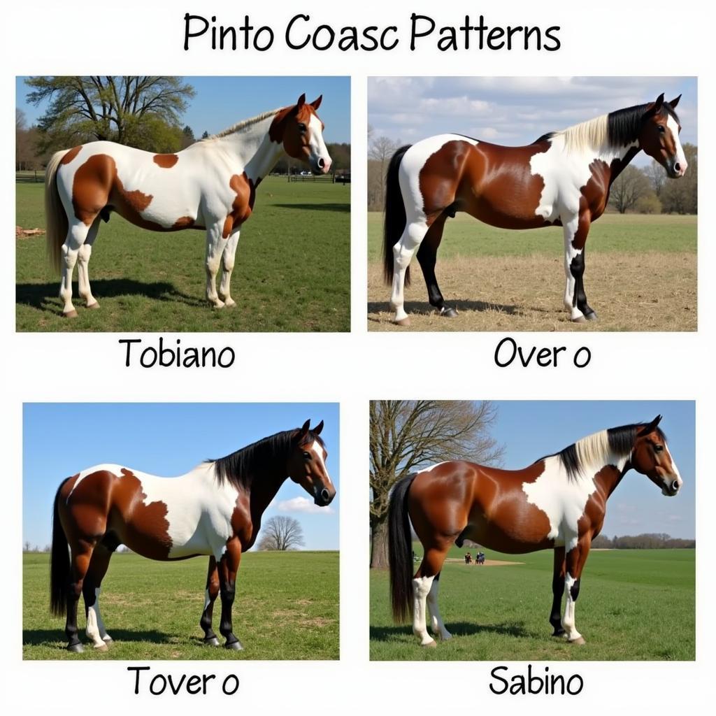 Pinto Horse Coat Variations