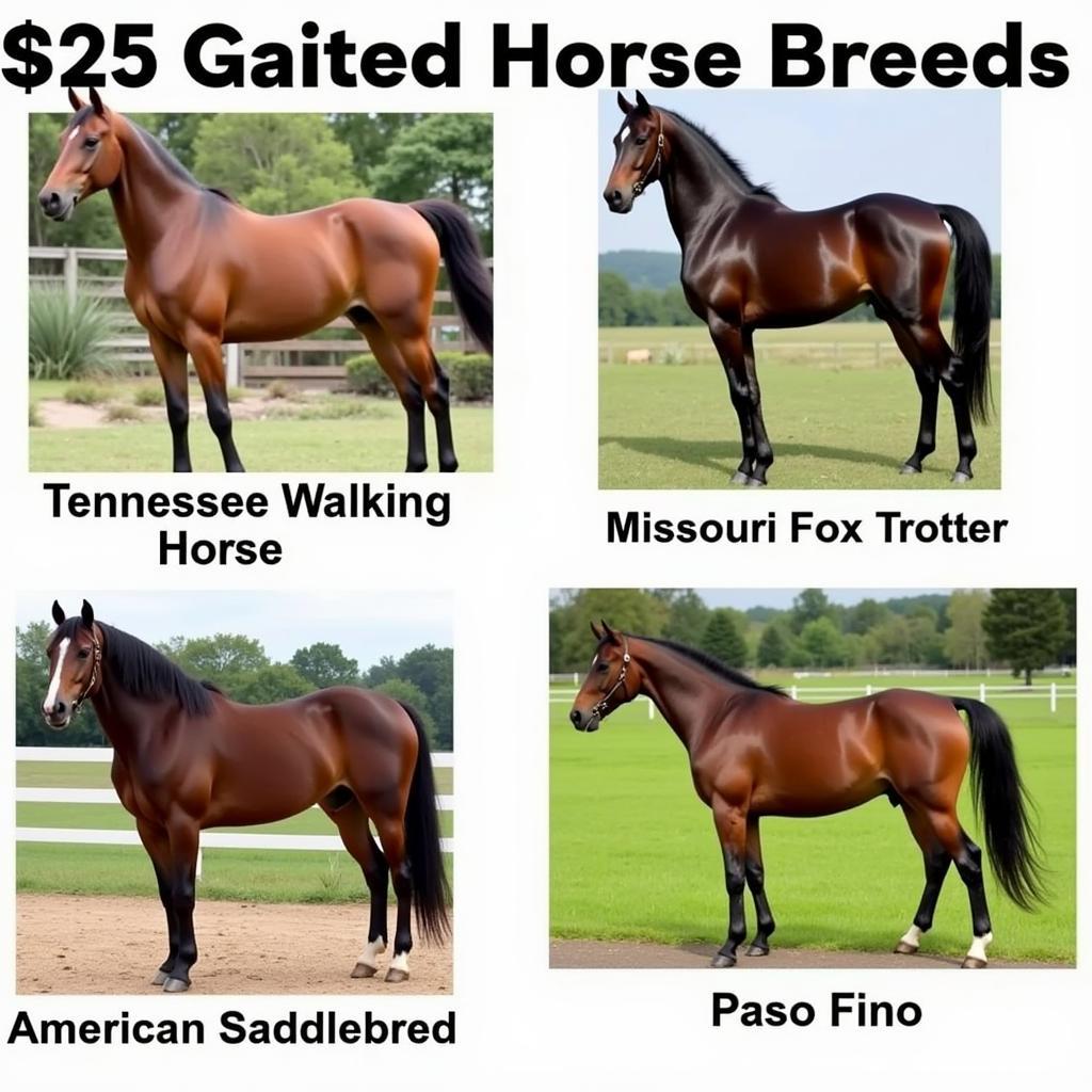  Popular gaited horse breeds 