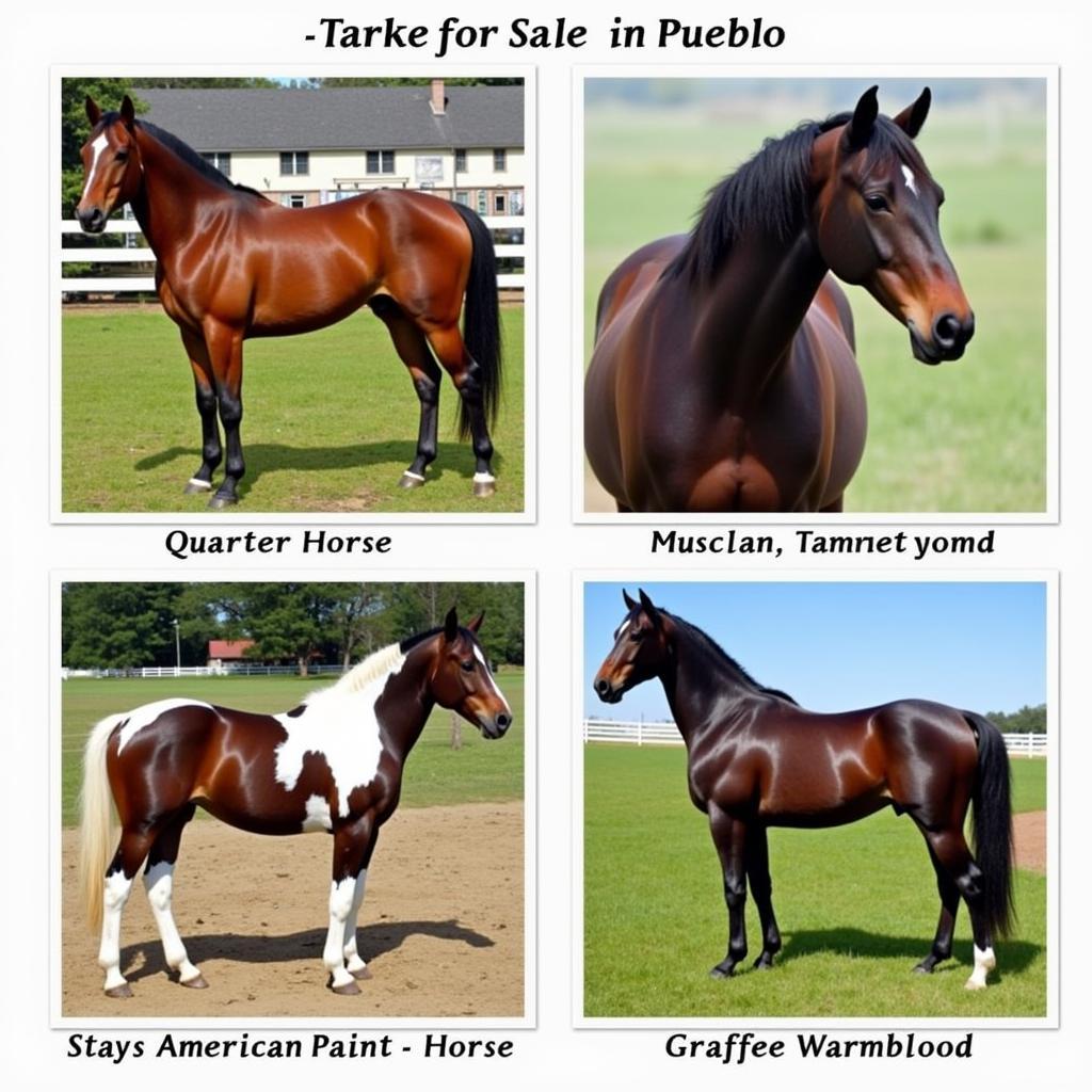 Horse Breeds in Pueblo