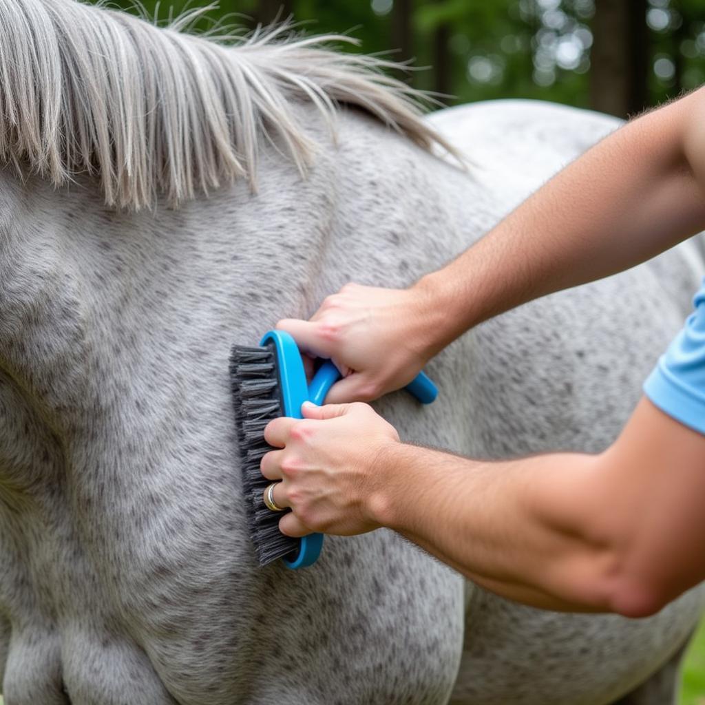 Grooming a Horse After Silver Cream Application