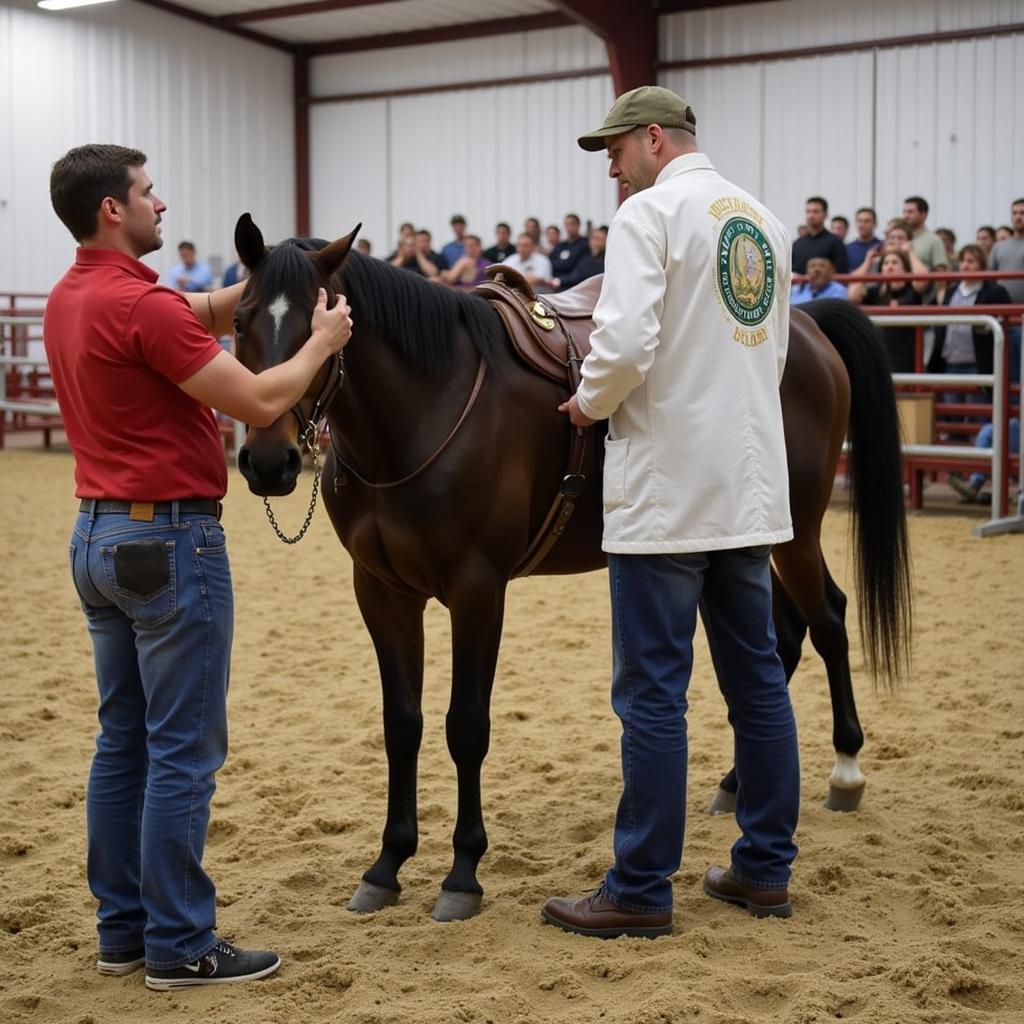 Veterinary Check at Kirksville Sale