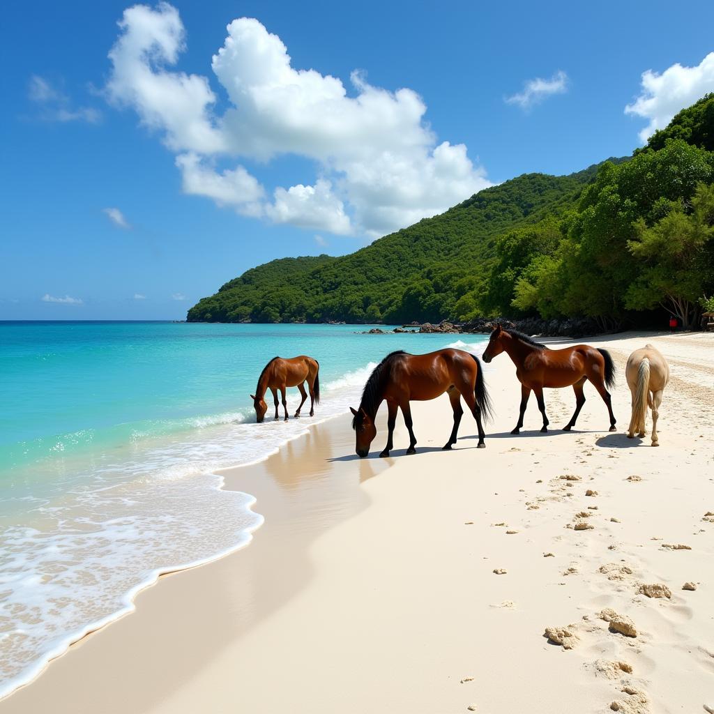 Wild Horses Grazing on a Vieques Beach