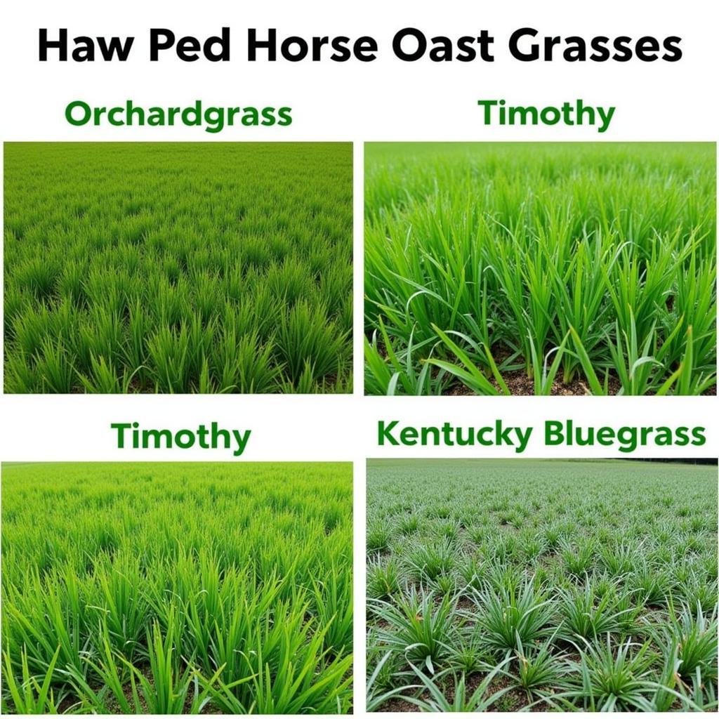 Alternative Horse Pasture Grasses