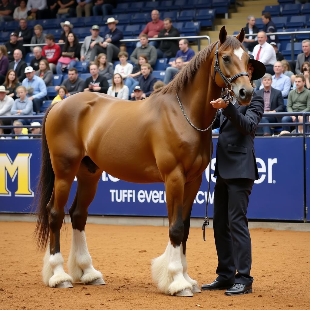 Arabian Horse Show Tulsa Halter Class