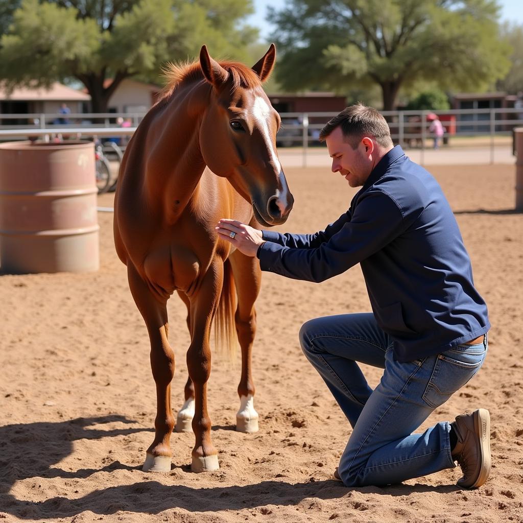 Checking the Conformation of an Arizona Barrel Horse