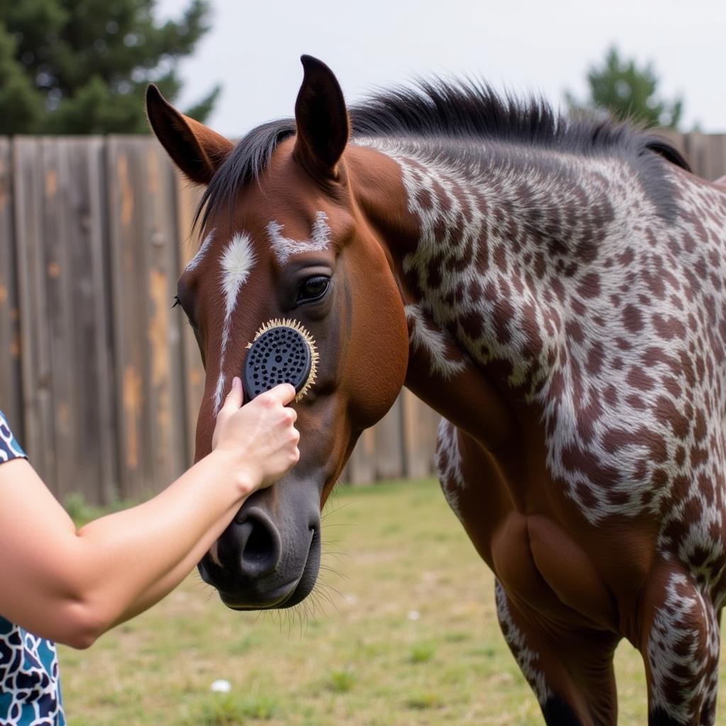 Close-up of a person grooming a bay roan horse, focusing on the coat.