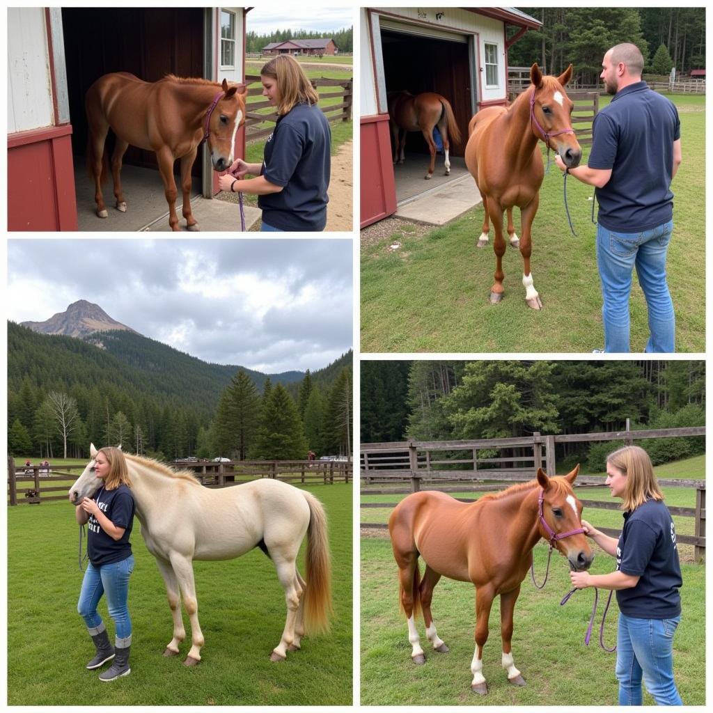 Bringing Your New Horse Home: The First Few Weeks