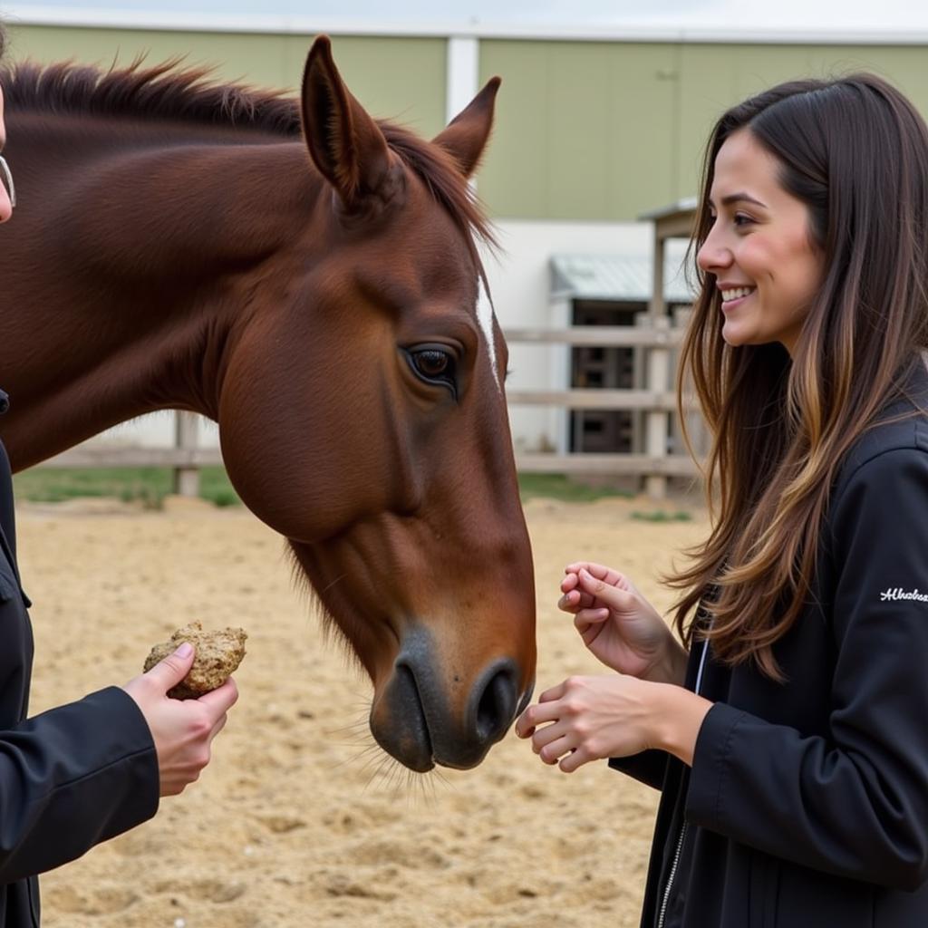 Building Trust with Horses: Positive Interaction and Understanding