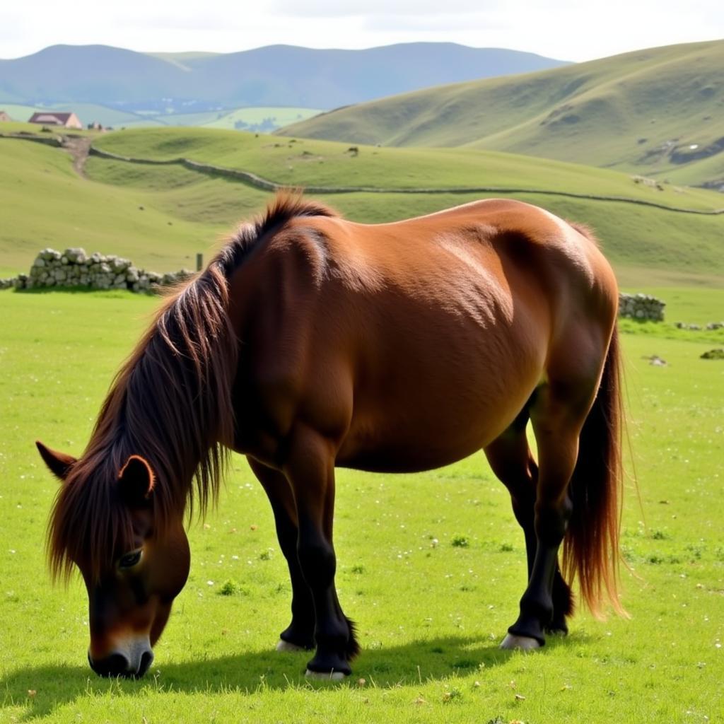 Dartmoor Pony Grazing in a Field