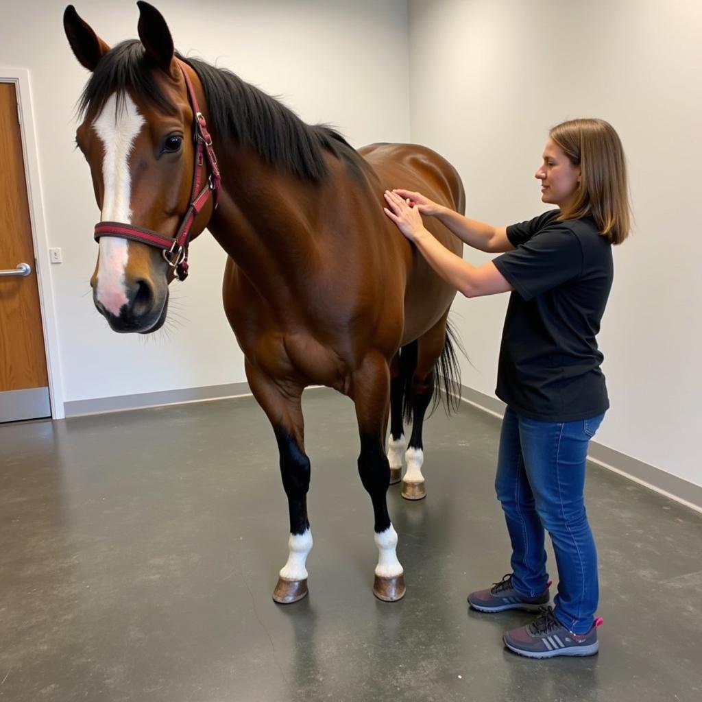 Horse with EPM Undergoing Physical Therapy