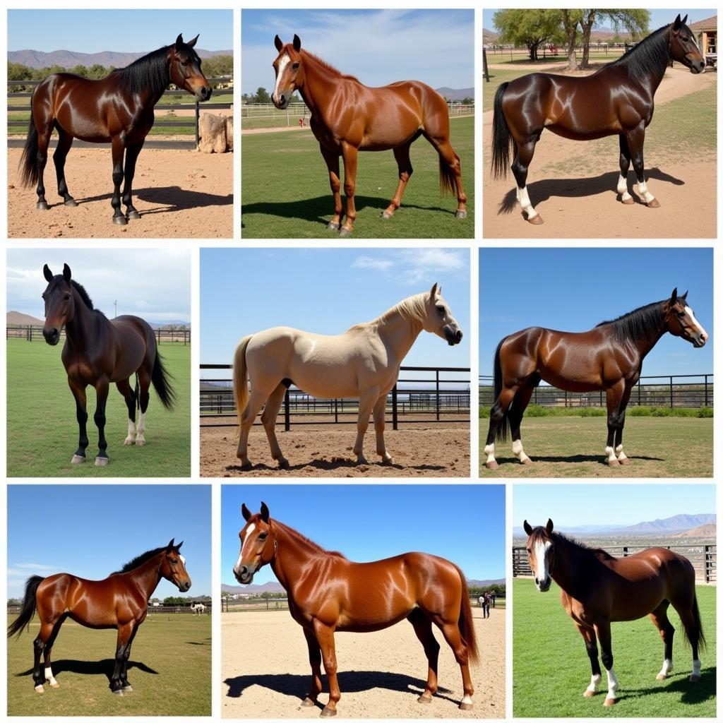 Horses for Sale in Phoenix, AZ: A Diverse Market