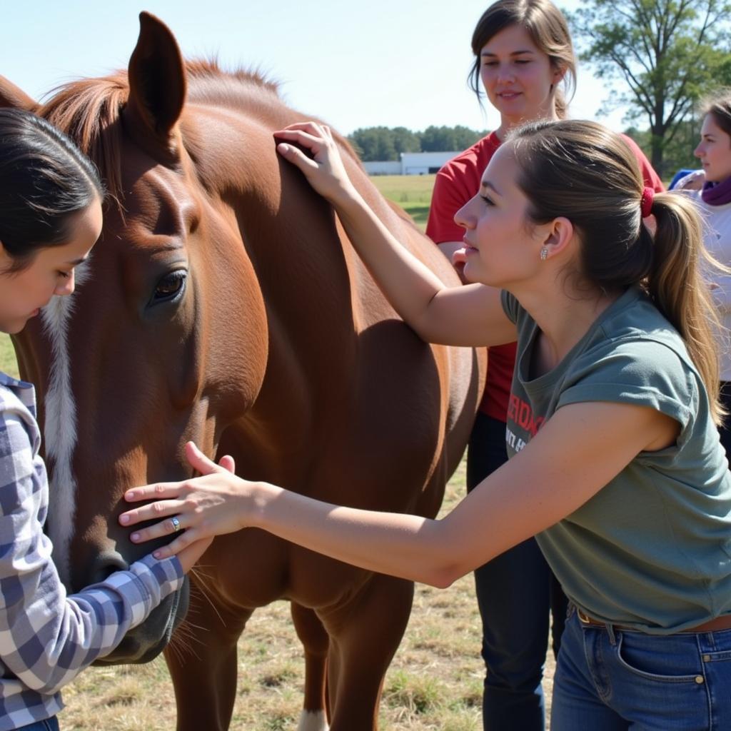 Preventing Horse Abuse: Resources and Support