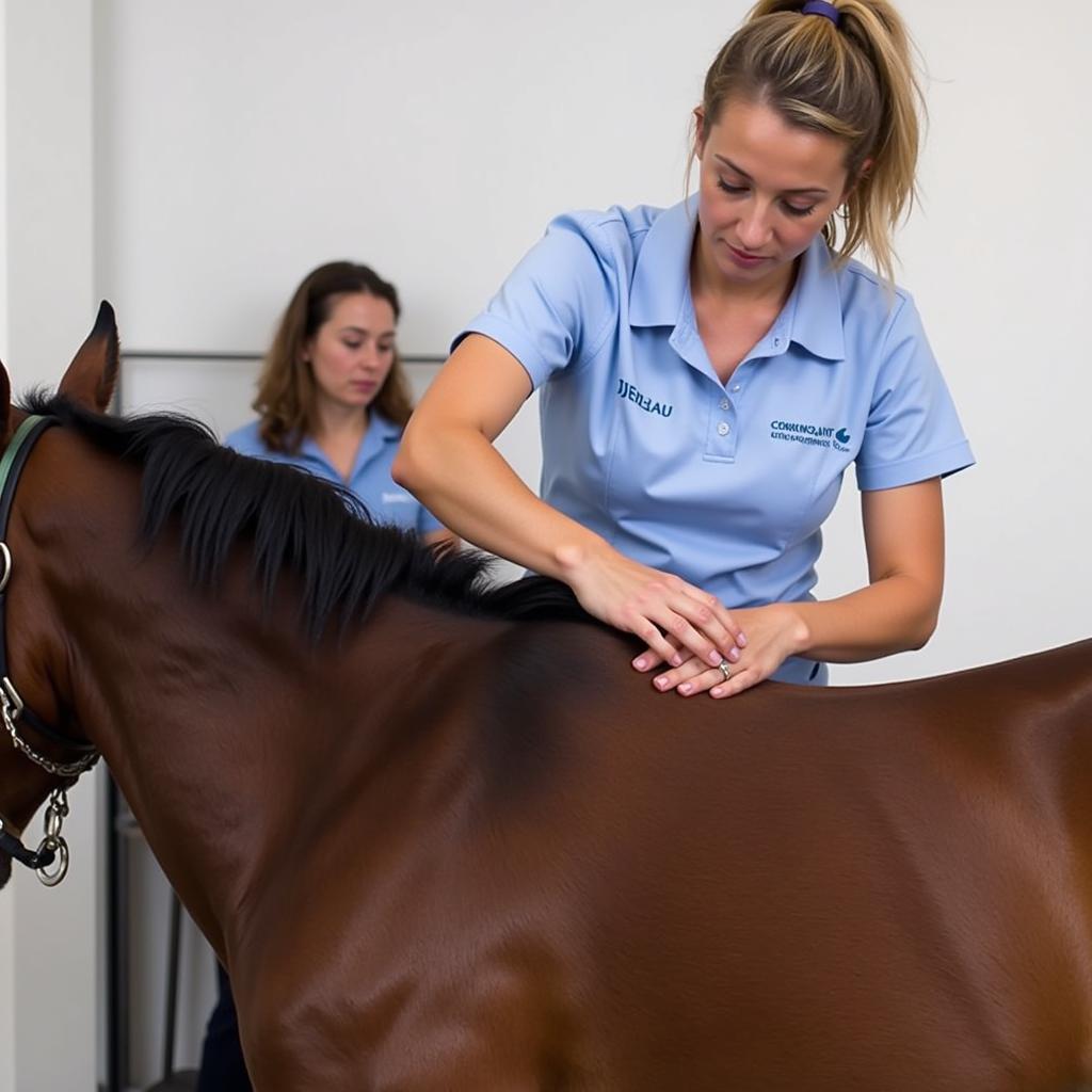 Horse Chiropractic Adjustment in Progress