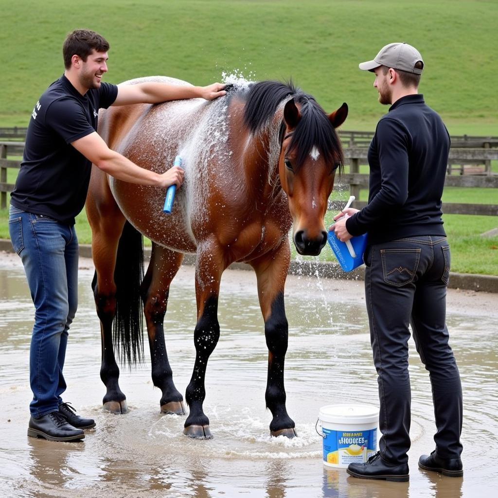 Horse Cooling After Exercise