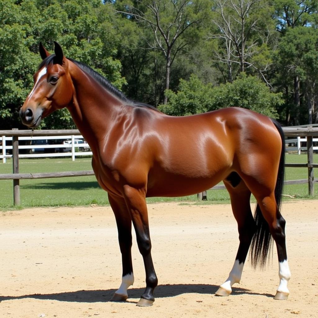 Healthy Quarter Horse for Sale in Jacksonville, Florida