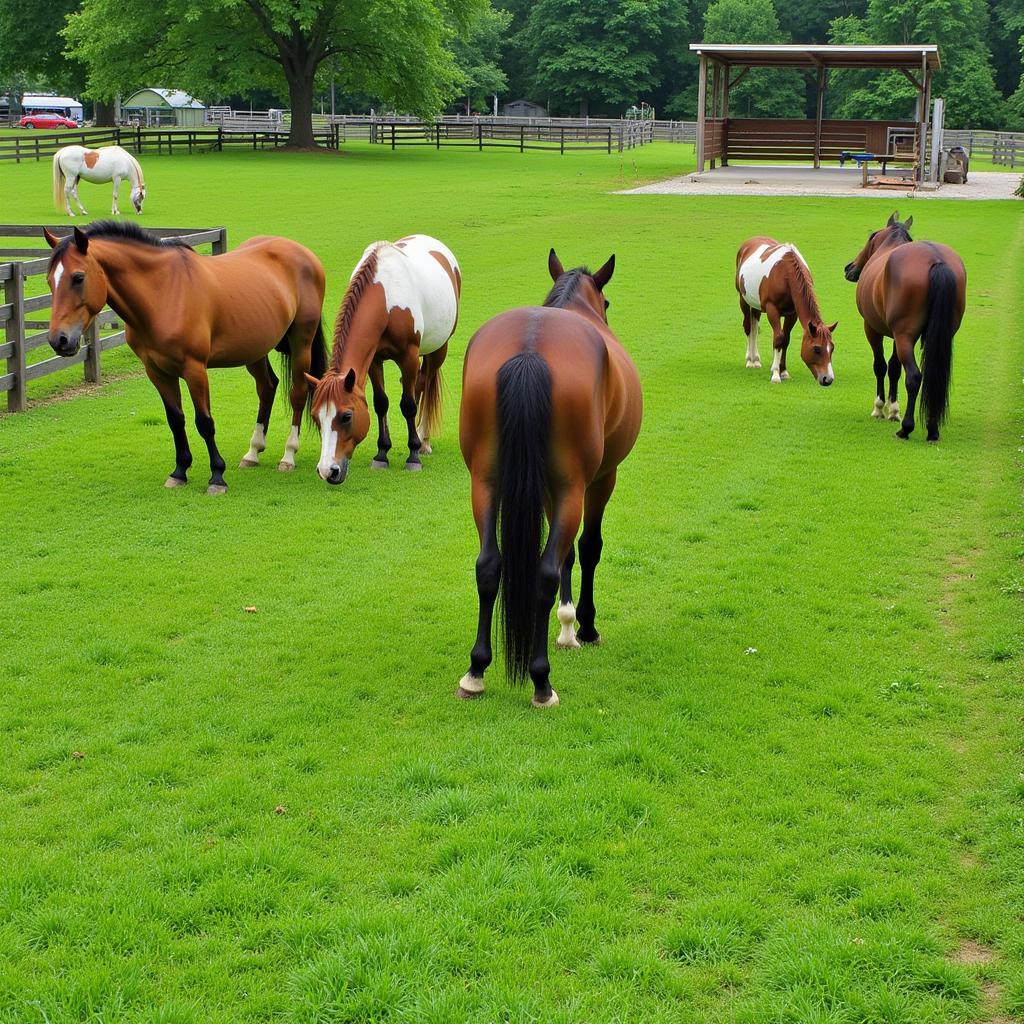 Ideal Horse Pasture Environment