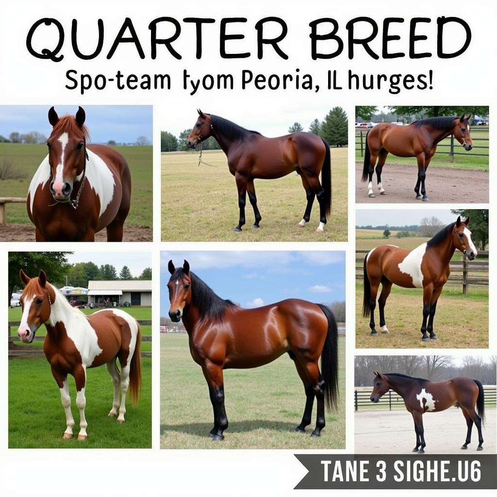 Horses for Sale Peoria IL: Different Breeds