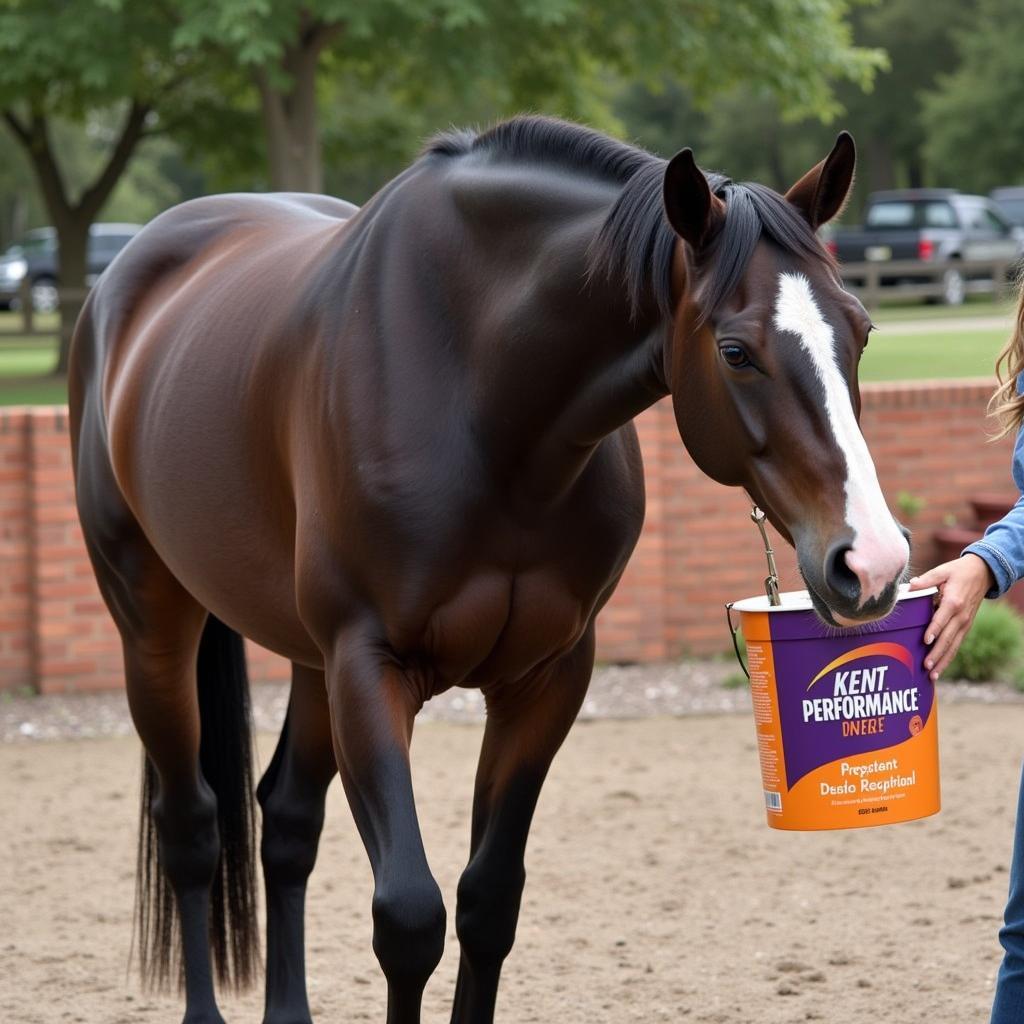 Kent Performance Horse Feed in Action