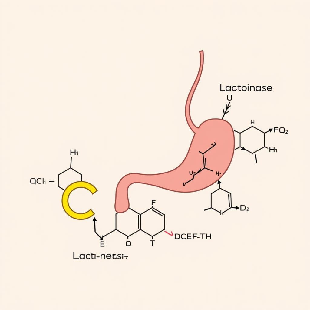 Lactonase Enzyme Action in Horses