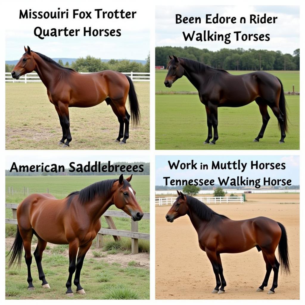 Missouri Horse Breeds for Sale