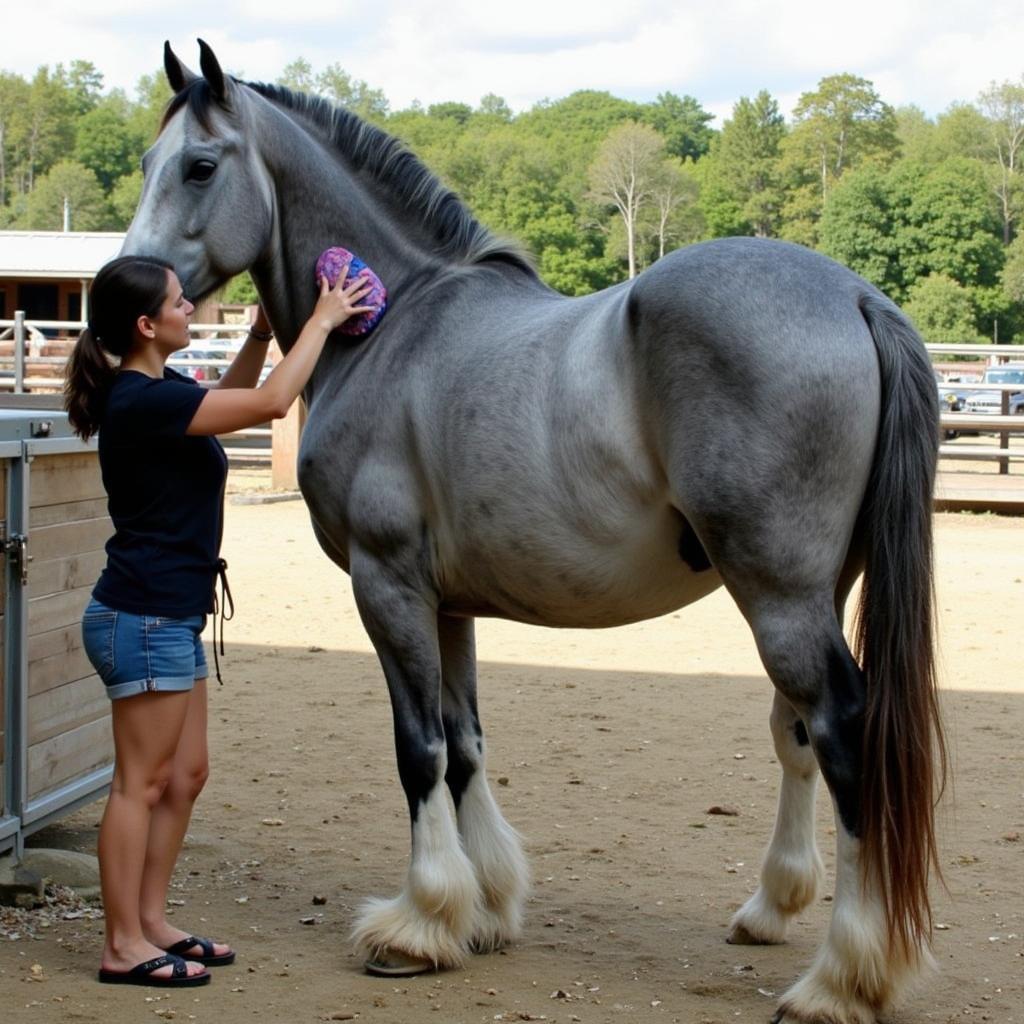 Percheron Horse Being Groomed