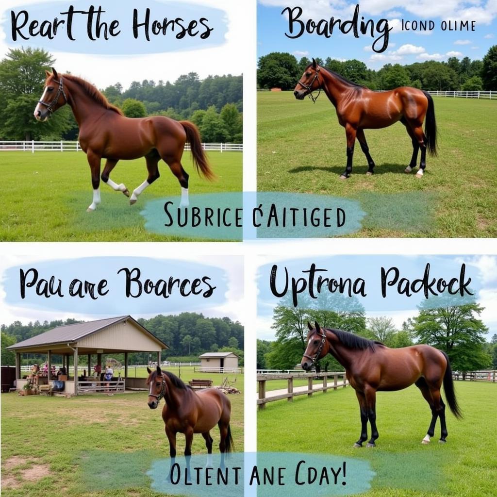 Pittsburgh Horse Boarding Options