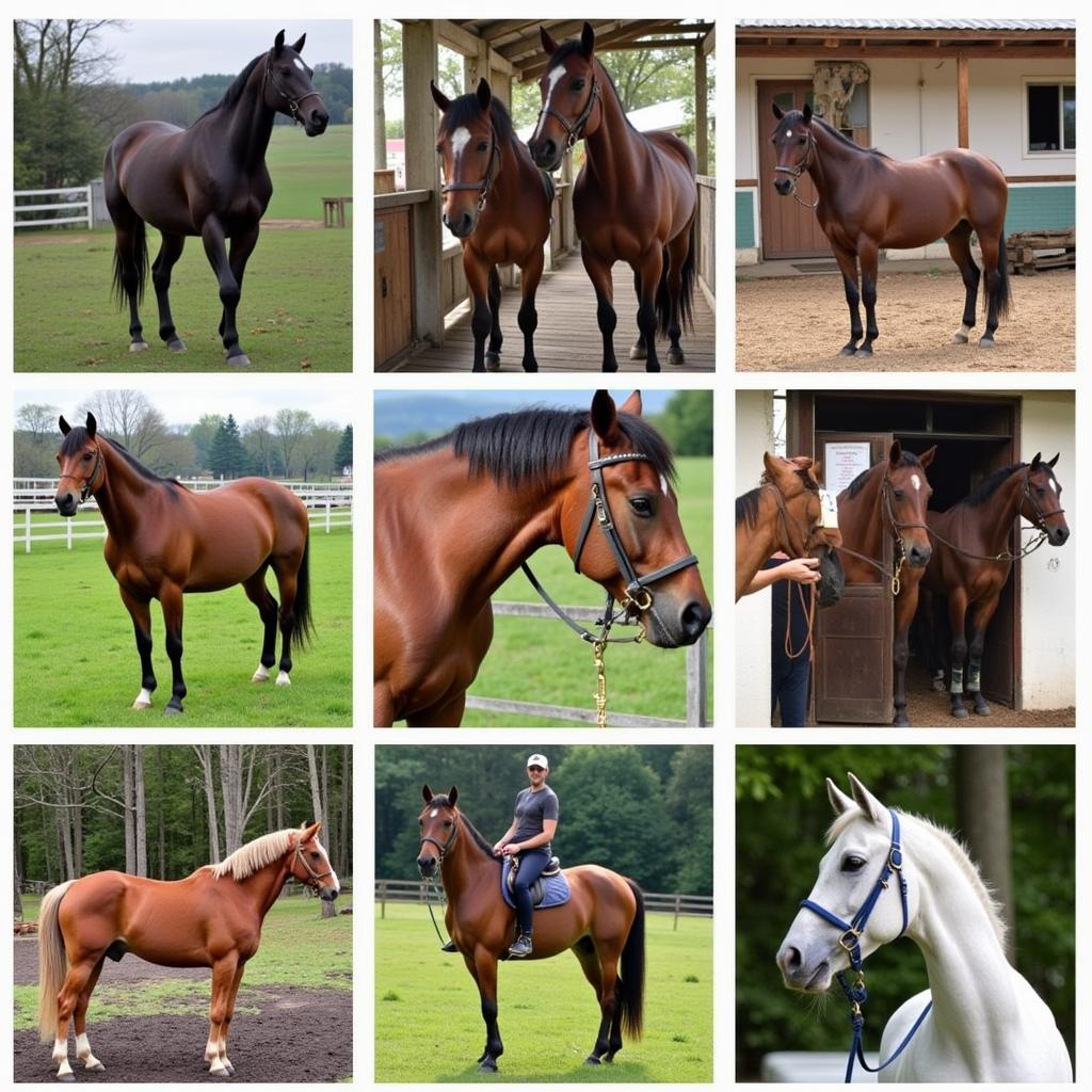 Pittsburgh Horse Stables Offering Horses for Sale