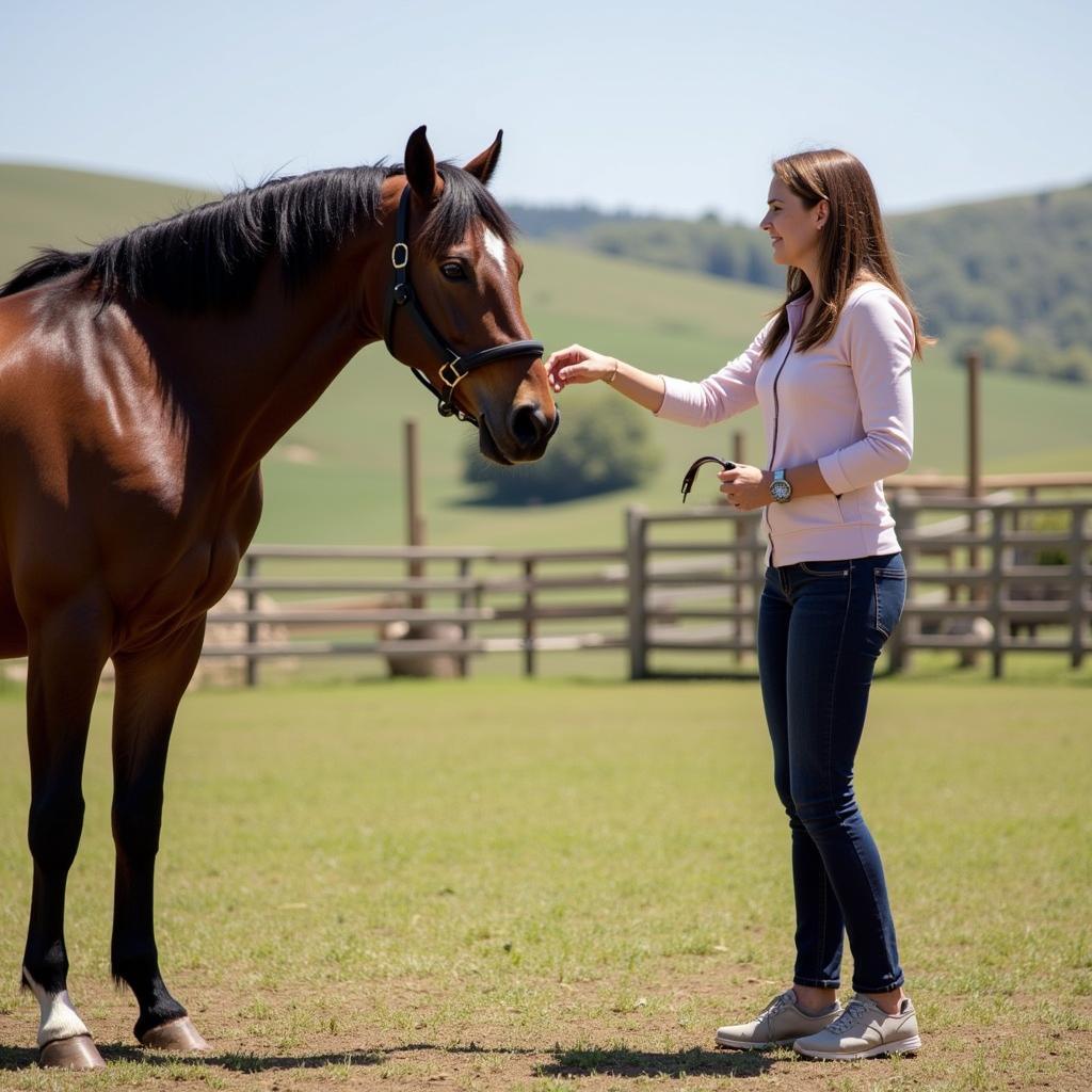 Positive Reinforcement in Horse Training