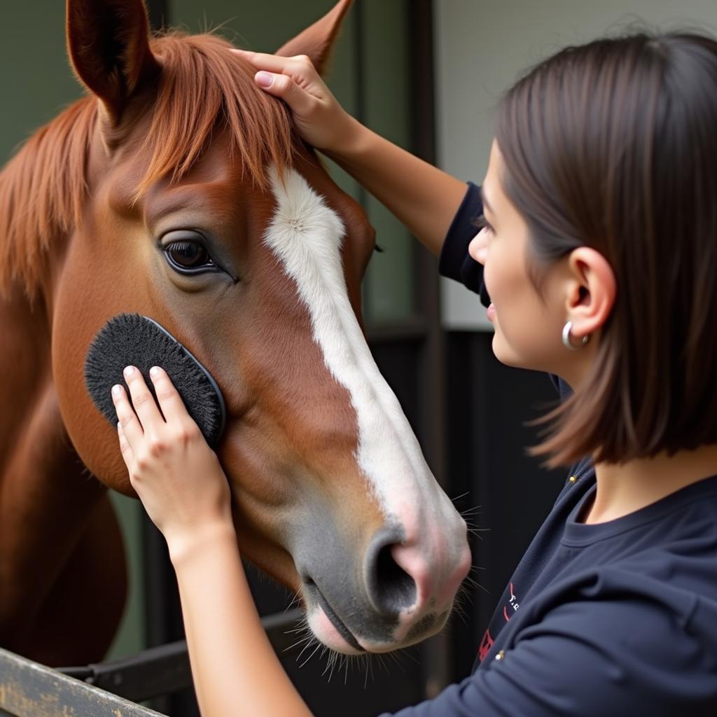 Proper Horse Grooming Techniques