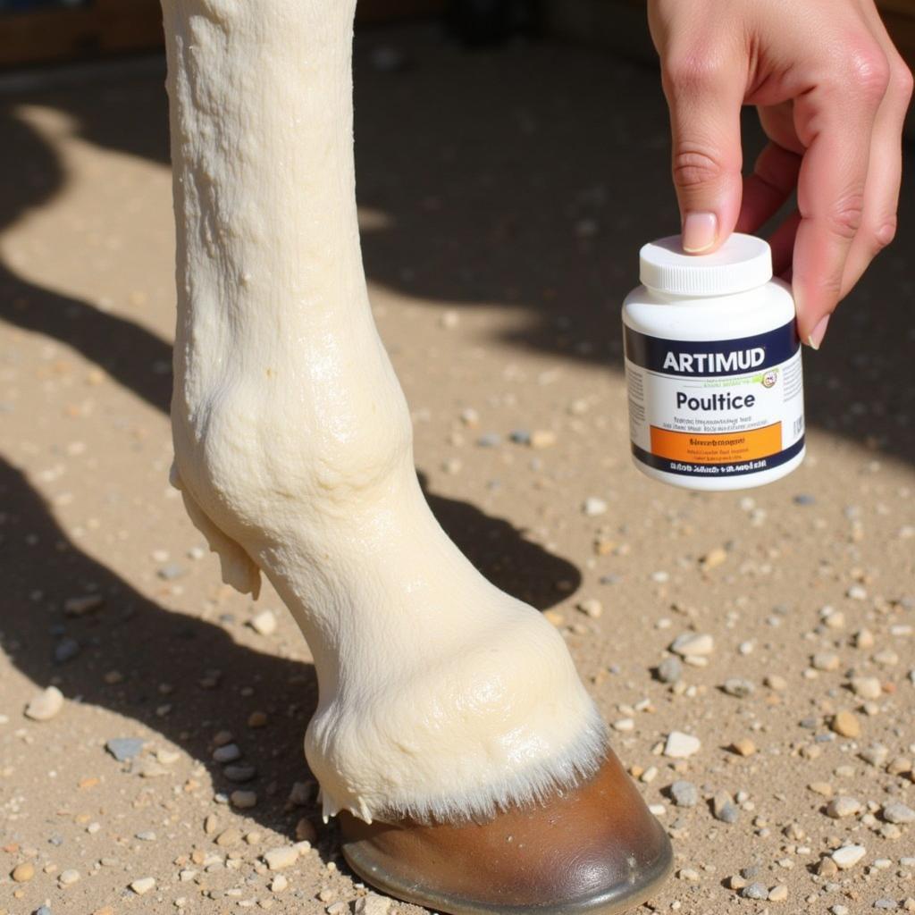 Applying Artimud to a Horse's Leg